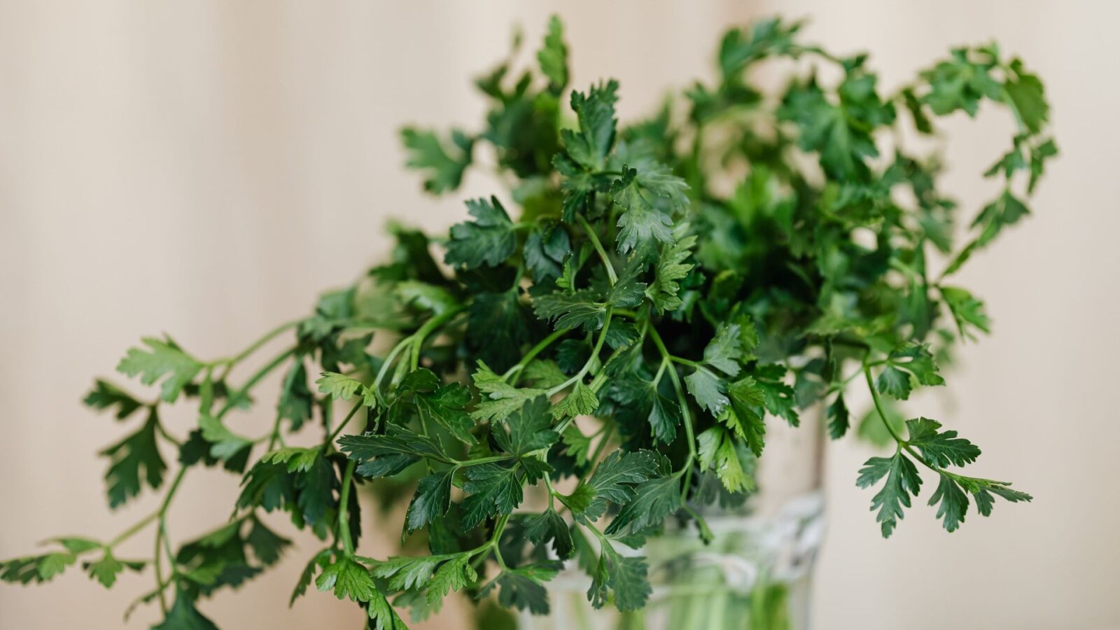 Petersilienhochzeit (12,5. Hochzeitstag): Bedeutung, Bräuche, Geschenke
