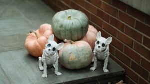 Halloween-Gefahr fuer Hunde: Warum Schokolade und Suessigkeiten so giftig sind