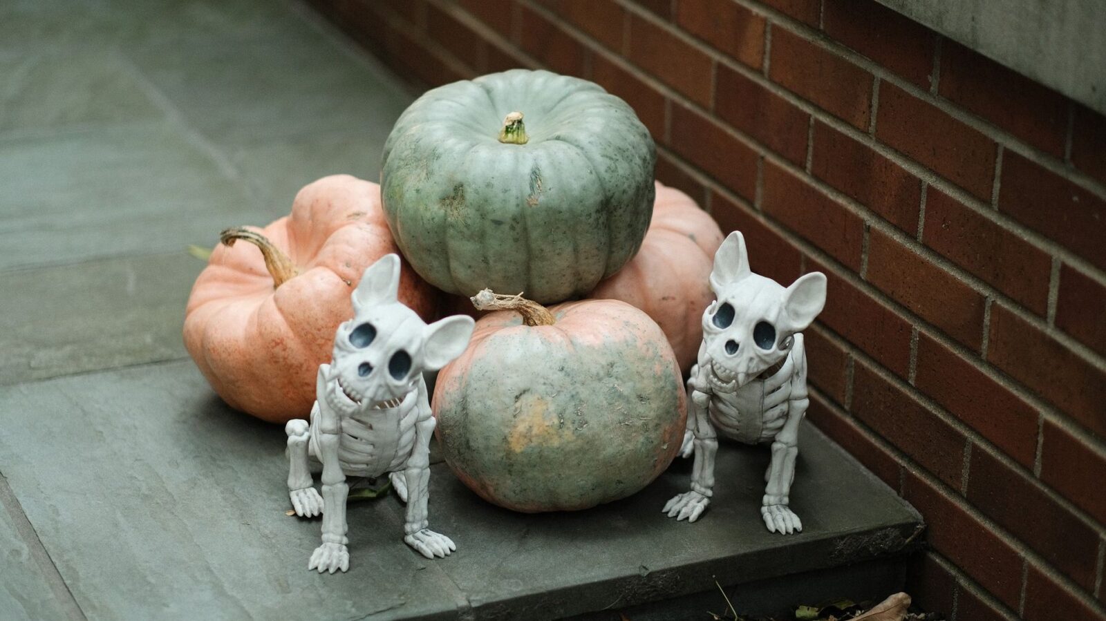 Halloween-Gefahr fuer Hunde: Warum Schokolade und Suessigkeiten so giftig sind